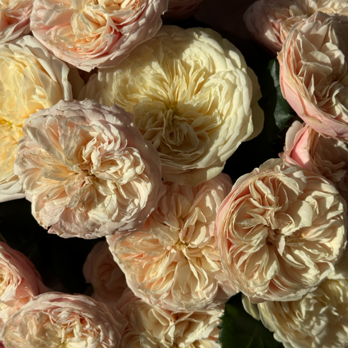 Mix piwoniowych róż - obrazek 2