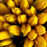 Bukiet z żółtych tulipanów — изображение 3