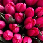 Tulipany zwykłe - obrazek 2